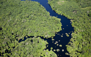Puszczy Amazońskiej grozi masowe wymieranie zwierząt