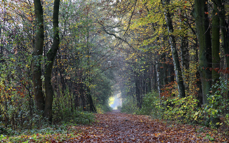 Lasy rezygnują z glejtu FSC, branża drzewna drży o klientów