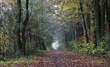 Szczególne przeznaczenie gruntów leśnych - Ustawa pisana dla dwóch terenów