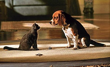 Wojna na cztery łapy