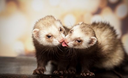 Co się stanie z norkami po wejściu w życie zakazu hodowli