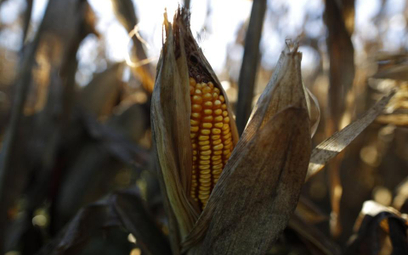 Typ fundamentalny: Kukurydza ze wzrostami, ale czy uzasadnionymi?
