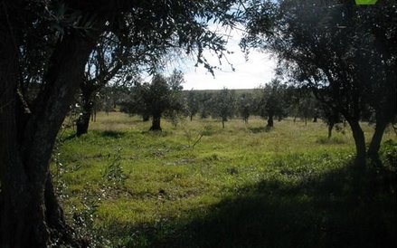 Gaj oliwny w Portugalii, źródło casasapo.pt