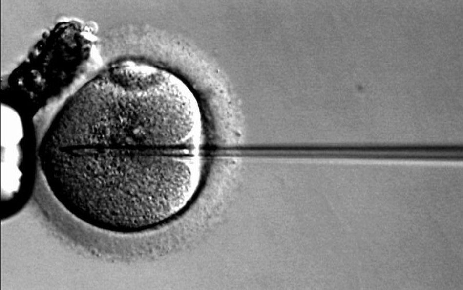 In vitro kontra konstytucja