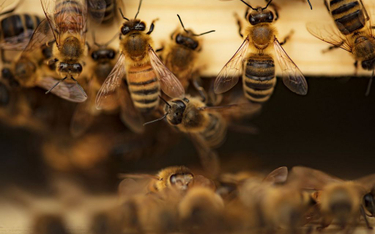 Pszczoły pamiętają miłe chwile. Niemiłe też