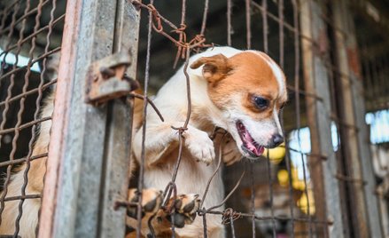 Korea Południowa może zakazać spożywania psiego mięsa