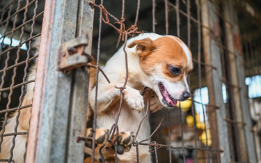 Korea Południowa może zakazać spożywania psiego mięsa