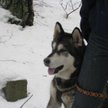 Alaskan Malamut, pies terapeuta, skradziony w Łomiankach