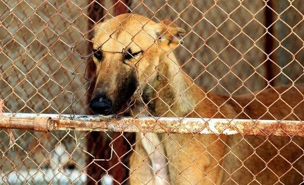 Ochrona zwierząt: NSA o obowiązkach właścicieli psów