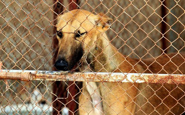 Ochrona zwierząt: NSA o obowiązkach właścicieli psów