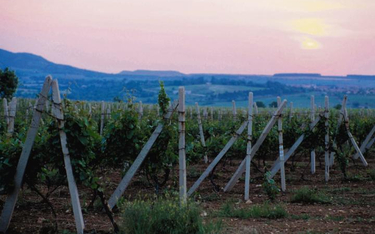 Bułgarskie winnice: zawdzięczają świetność brytyjskiemu importowi?