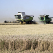Combine harvesters in a field near Chernihiv, Ukraine