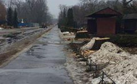 Wycięte drzewa w alei głównej stołecznego zoo