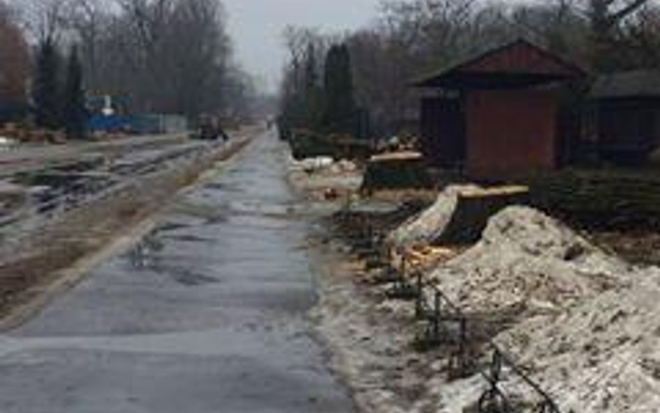 Wycięte drzewa w alei głównej stołecznego zoo