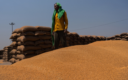 Indie potrzebują 3 do 4 mln ton pszenicy, aby załatać jej niedobór.