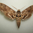 Zawisak tytoniowy (Manduca sexta)