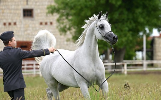 EL MEDIDA z SK Michałów