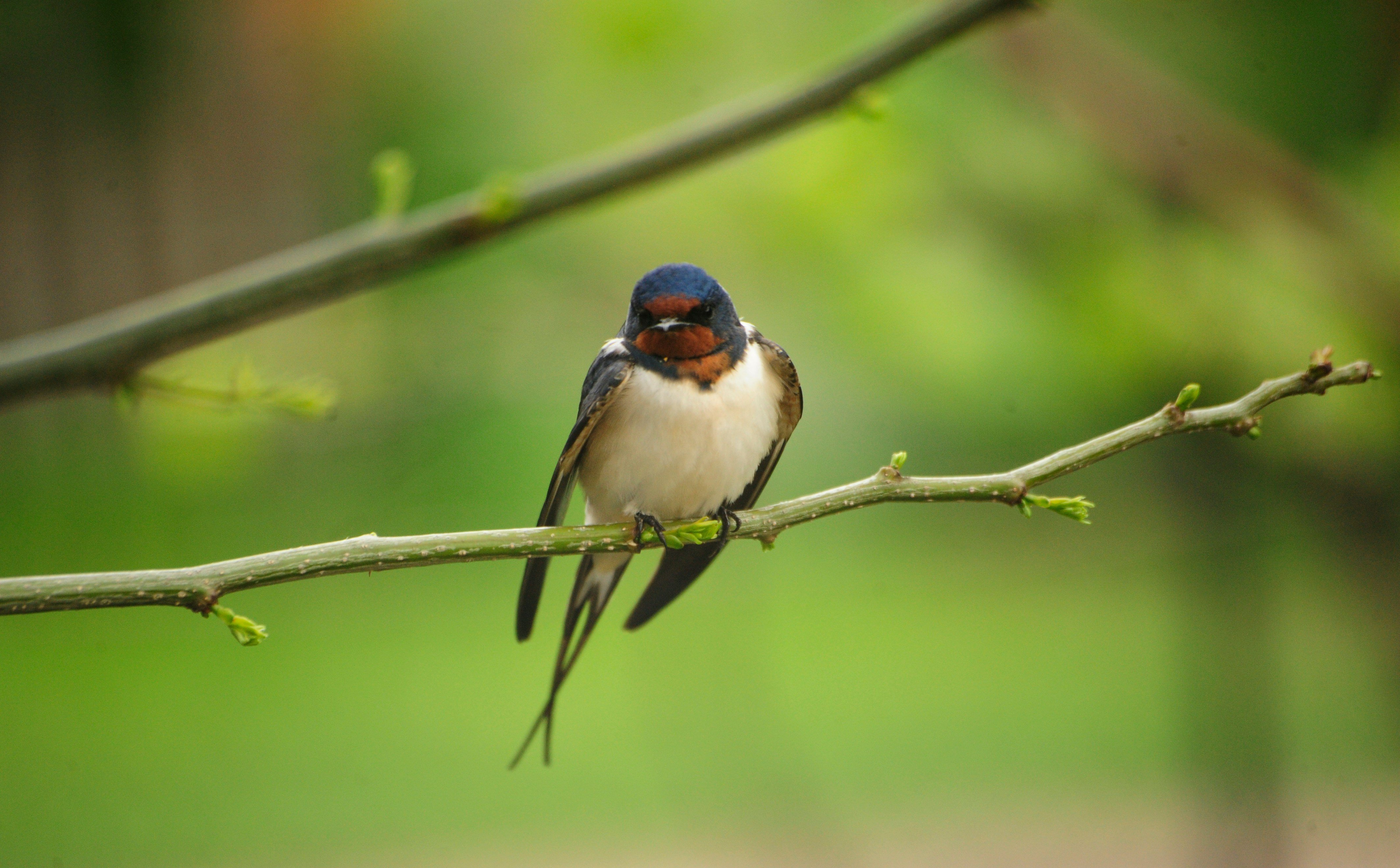 Ptaki wędrowne przylatują do Europy zbyt wcześnie. To efekt upalnego lata