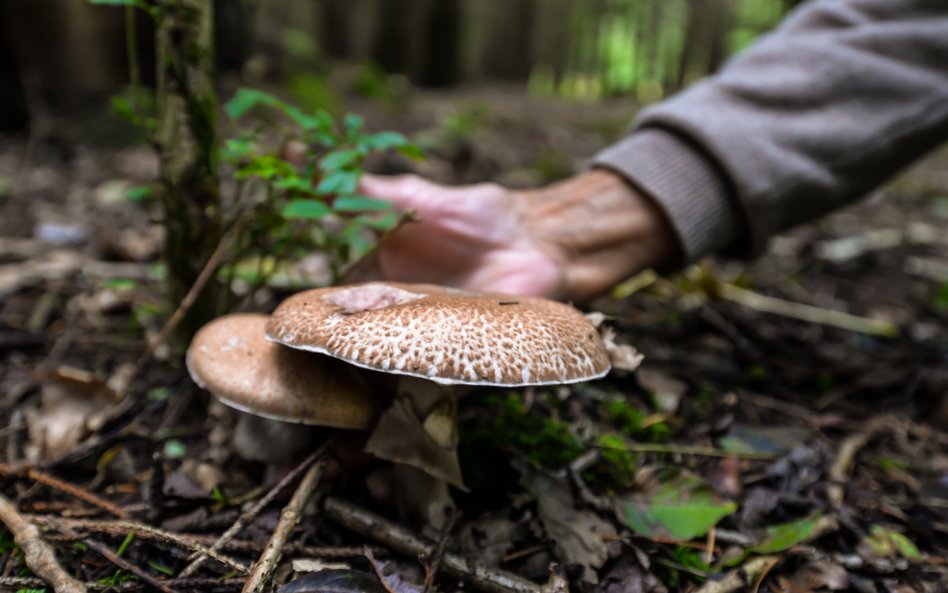 Śmierć podczas grzybobrania