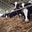 Jak wyceniać koszty wytworzenia produkcji zwierzęcej