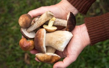 W okolicach Warszawy jest wiele miejsc, gdzie można zbierać grzyby
