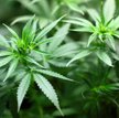 Niemcy: Miliardowy interes z medyczną marihuaną