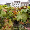 Winobranie we Francji