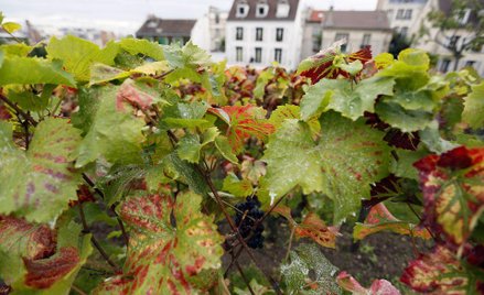 Winobranie we Francji