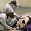 Nie żyje panda wielka podarowana Tajwanowi przez Chiny