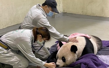 Nie żyje panda wielka podarowana Tajwanowi przez Chiny