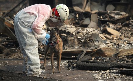 Pożary w Kalifornii. Liczba zaginionych wzrosła do 1000 osób