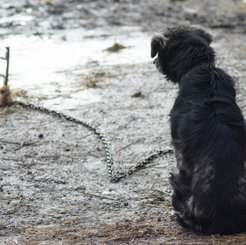70 proc. Polaków popiera procedowanie prezydenckiego projektu tzw. ustawy łańcuchowej