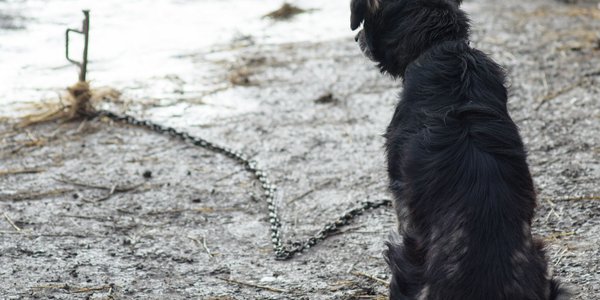 Prezydent Karol Nawrocki przygotował własną ustawę łańcuchową. Co zawiera?