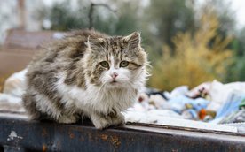 Jak informuje urząd marszałkowski, według szacunków w Polsce jest około 950 tys. bezdomnych psów i k