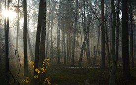 Wawer nie chce dopuścić do żadnych form zabudowy w sąsiedztwie lasu