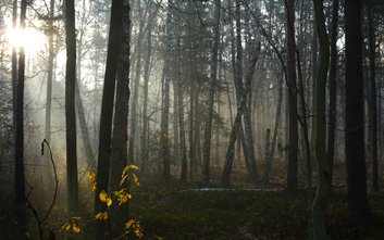 Wawer nie chce dopuścić do żadnych form zabudowy w sąsiedztwie lasu