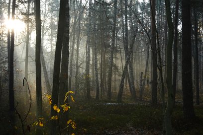 Wawer nie chce dopuścić do żadnych form zabudowy w sąsiedztwie lasu