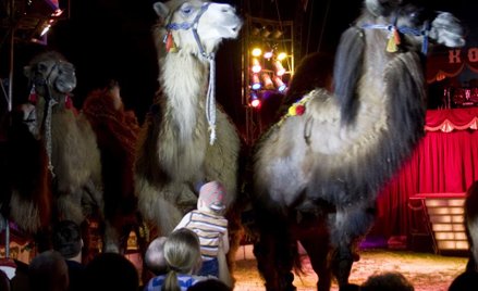 Zakaz podpisywania umów z przedsiębiorcami cyrkowymi to dyskryminacja - wyrok WSA w Gliwicach
