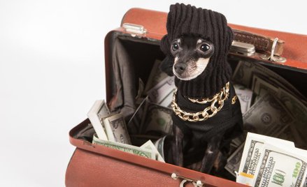 Dofinansowania dla właścicieli zwierząt