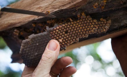 W regonie Amazonii pszczoły bezżądłowe odpowiedzialne są za zapylanie między innymi upraw kakao czy 