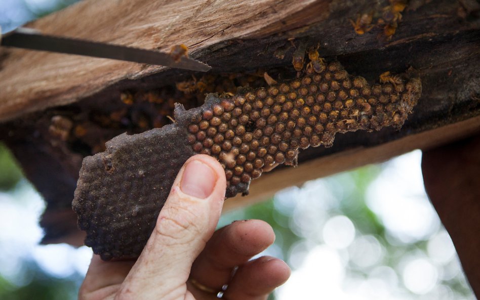 W regonie Amazonii pszczoły bezżądłowe odpowiedzialne są za zapylanie między innymi upraw kakao czy 