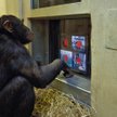Telewizja szympansów: eksperyment badawczy