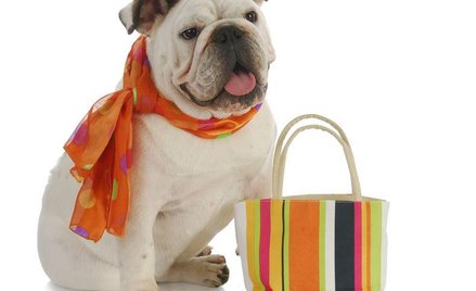 Polacy coraz więcej wydają na swoje psy