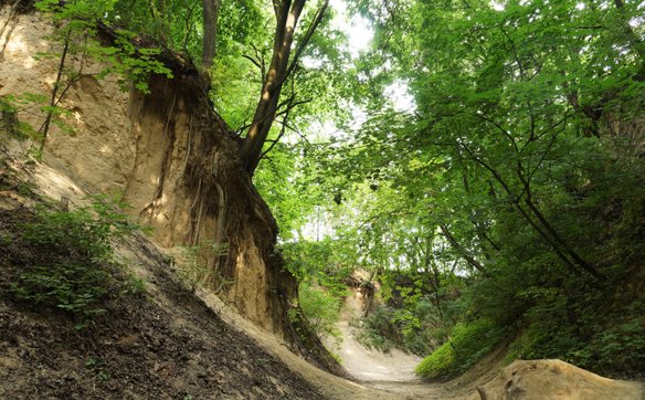 Wąwóz lessowy św. Jadwigi w Sandomierzu