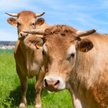 7 proc. Amerykanów: Brązowe krowy dają czekoladowe mleko