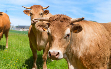 7 proc. Amerykanów: Brązowe krowy dają czekoladowe mleko