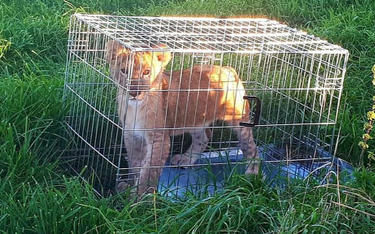 Holandia: Biegacz znalazł porzuconego małego lwa