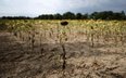 Susza pustoszy europejskie rolnictwo. Koszty adaptacji idą w dziesiątki miliardów