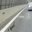 Austria: Idą kaczki, autostrada zamknięta