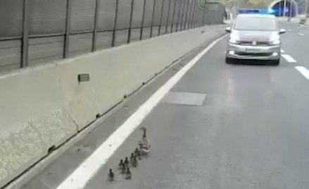 Austria: Idą kaczki, autostrada zamknięta